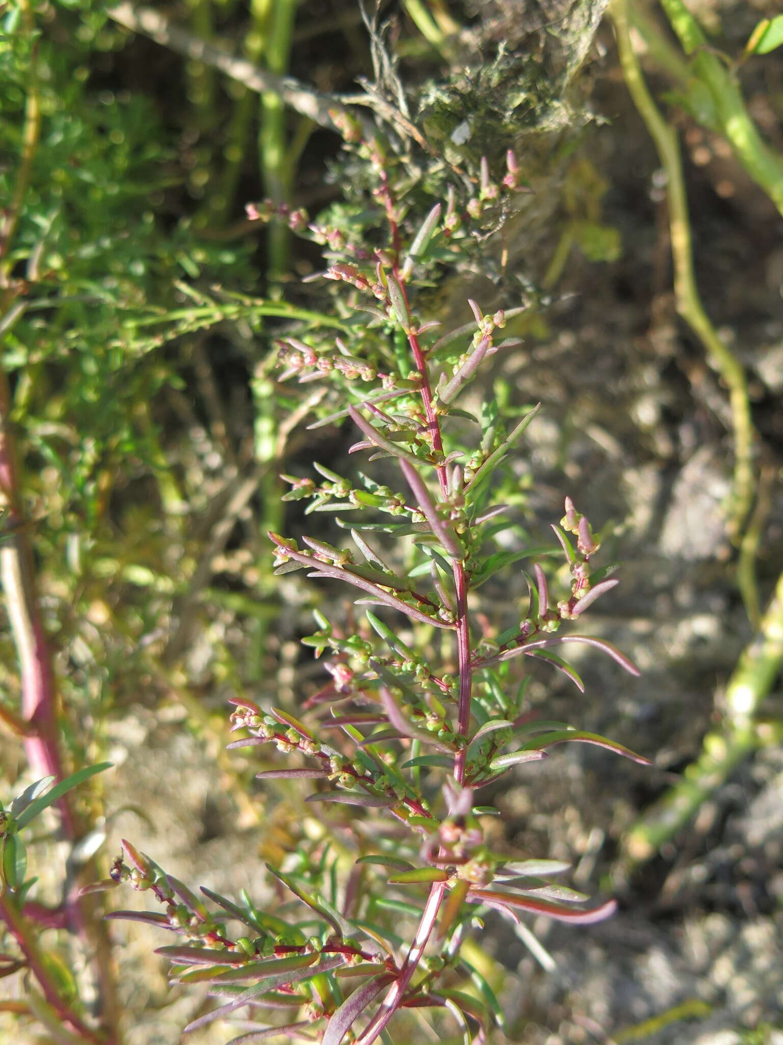 Image of Suaeda salsa (L.) Pall.