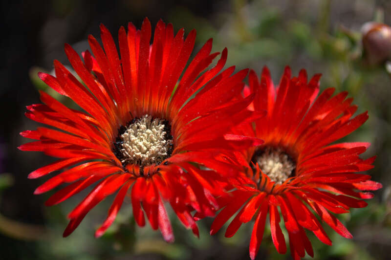 Image of Drosanthemum lavisii L. Bol.