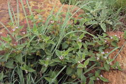 Image de Lantana rugosa Thunb.