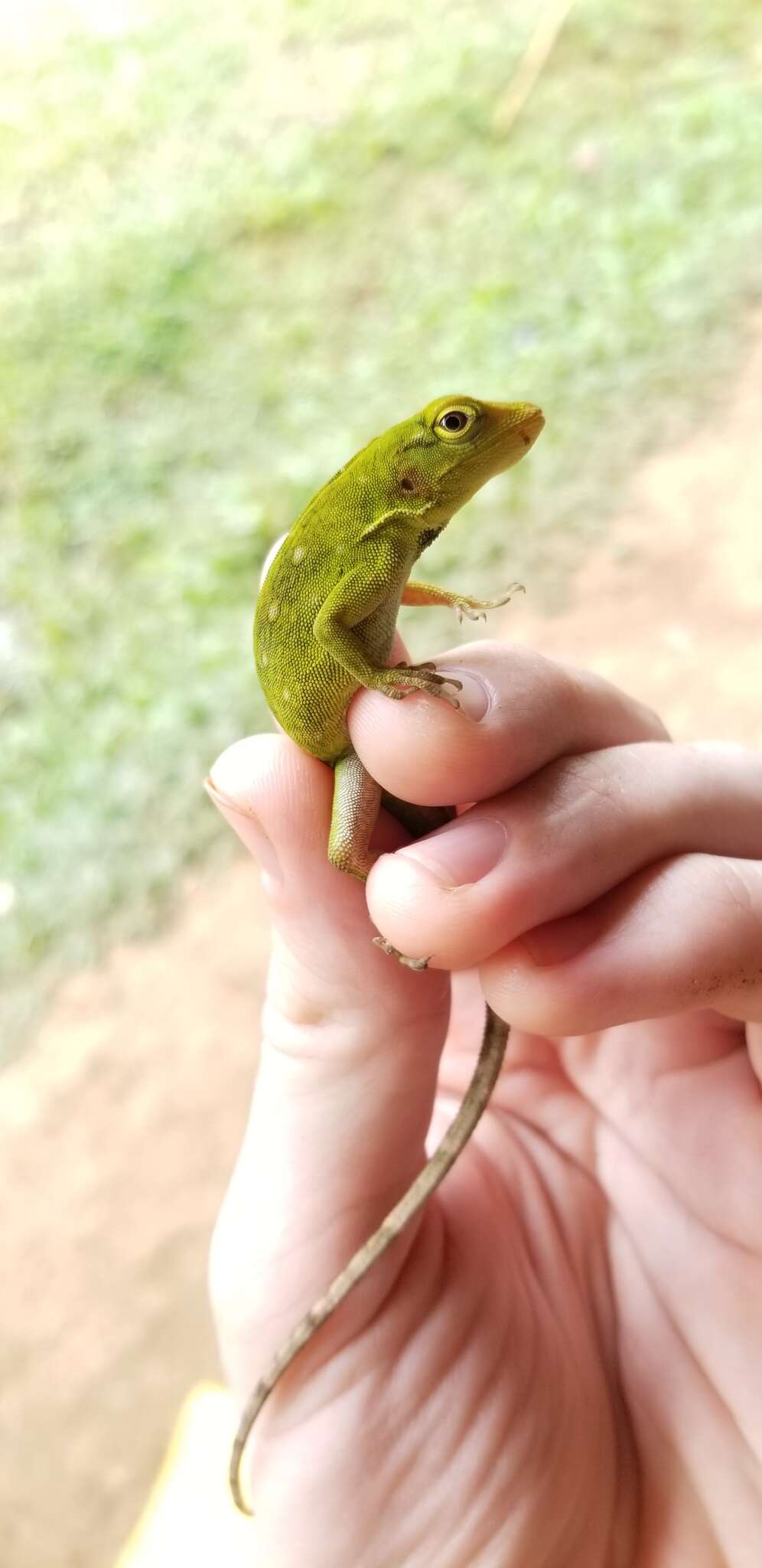 Anolis parvauritus (Williams 1966)的圖片