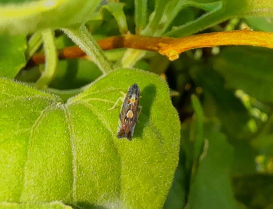 Image of Diedrocephala variegata (Fabricius 1775)