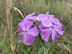 Sivun Phlox pilosa subsp. pulcherrima Lundell kuva