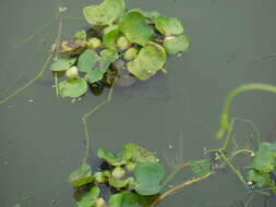 Image of Spotted snakehead