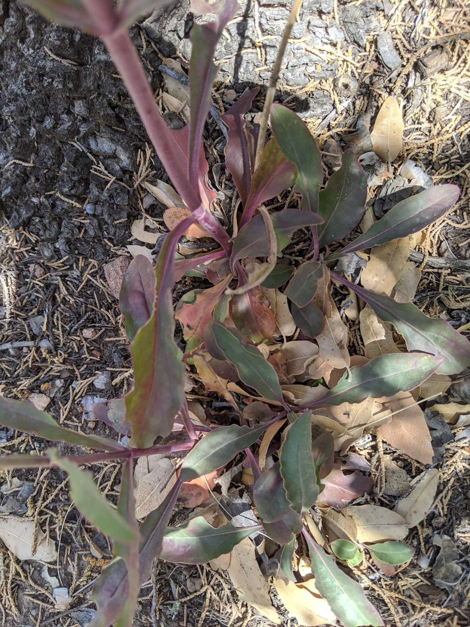 Image de Penstemon barbatus subsp. barbatus