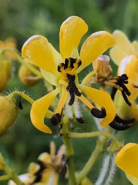 Image of American senna