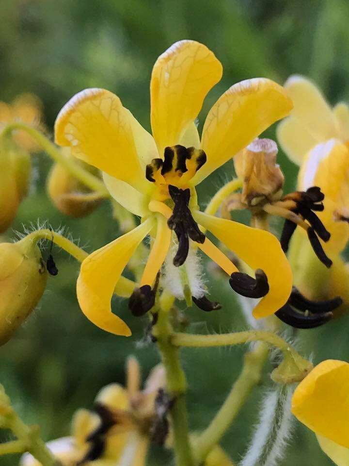 Image of American senna