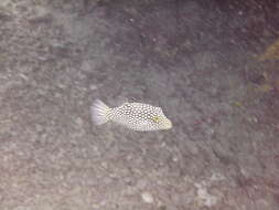 Image of Hawaiian Whitespotted Toby