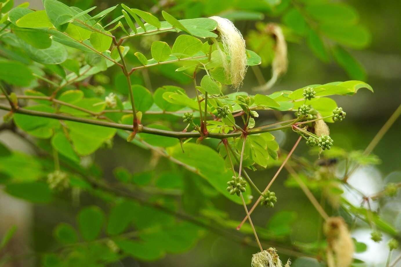 Image de Zapoteca formosa (Kunth) H. M. Hern.