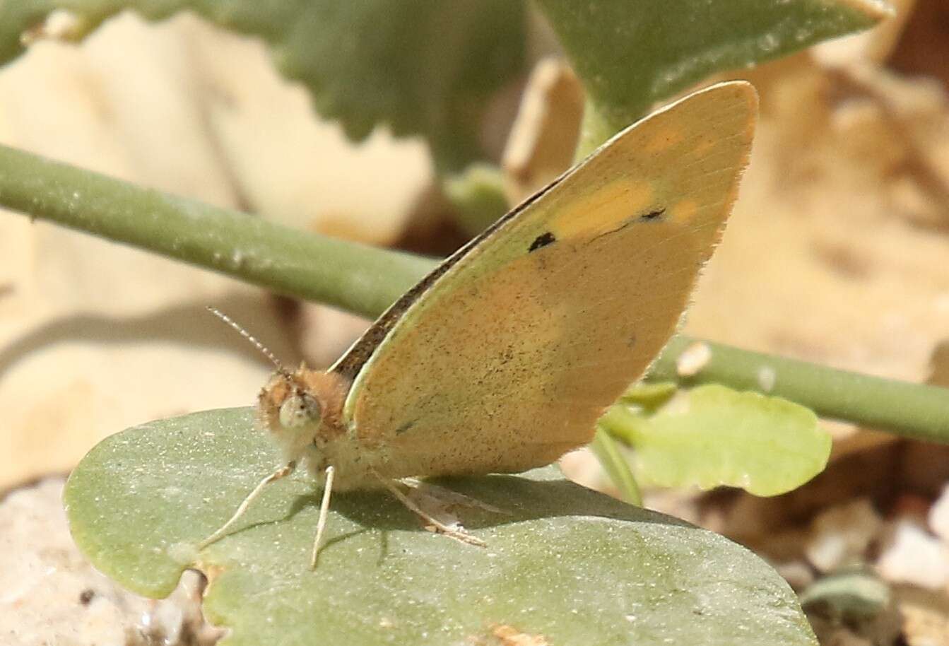 Image of Blue-spotted arab