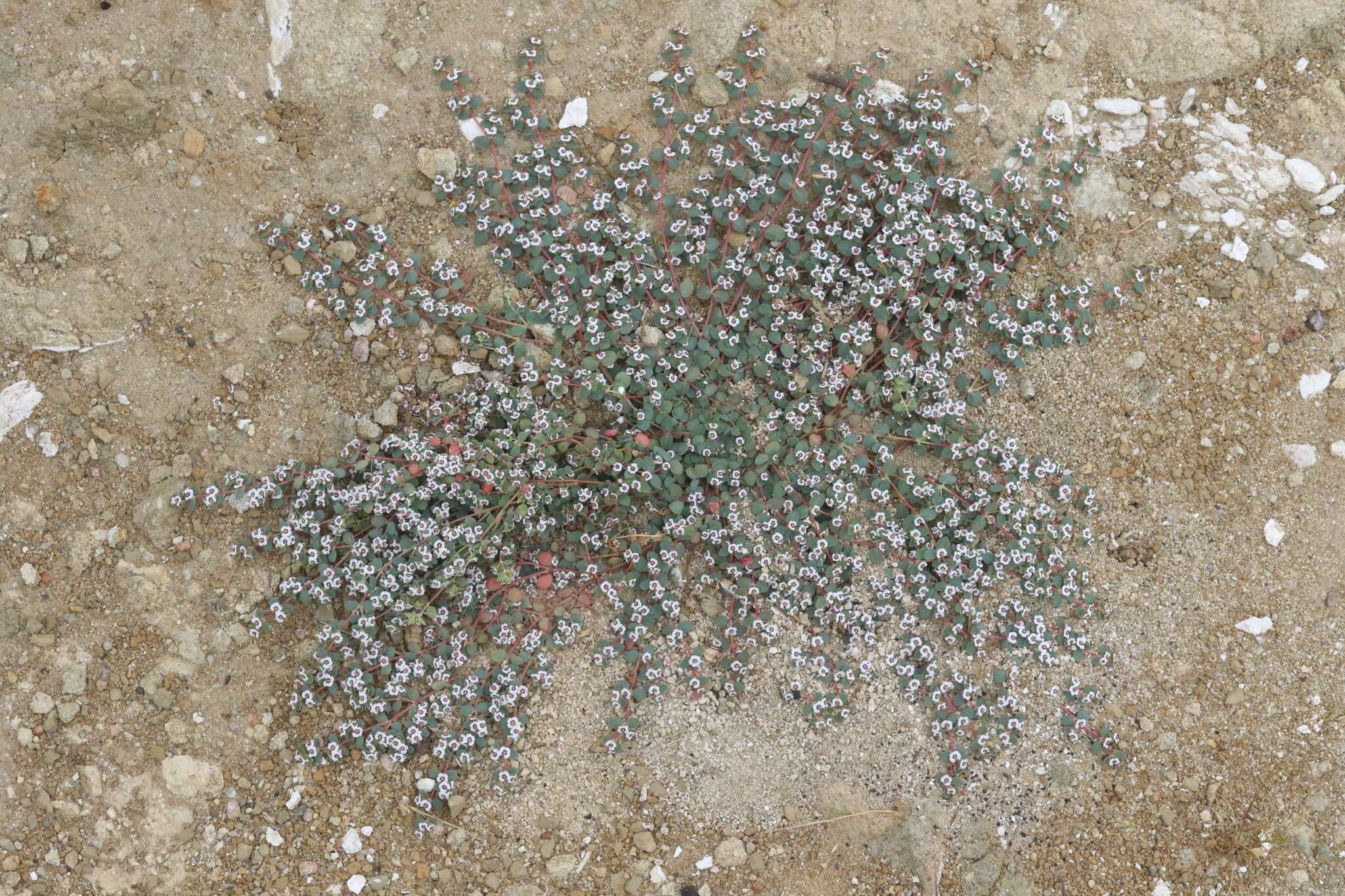 Image de <i>Euphorbia <i>polycarpa</i></i> var. polycarpa