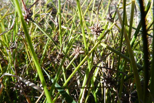 Image of Isolepis distigmatosa (C. B. Clarke) Edgar