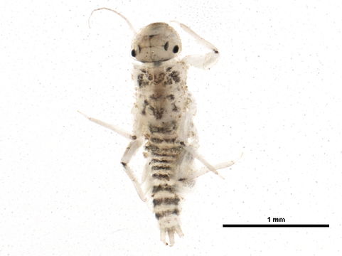 Image of <i>Tricorythodes explicatus</i> (Eaton 1892)