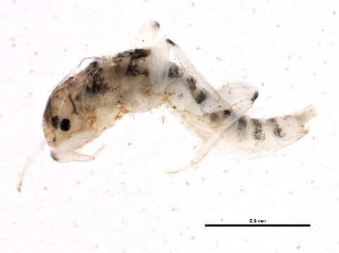 Image of <i>Tricorythodes explicatus</i> (Eaton 1892)