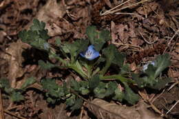 Image de Nemophila menziesii var. integrifolia Brand