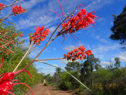 Image of Grevillea longistyla Hook.