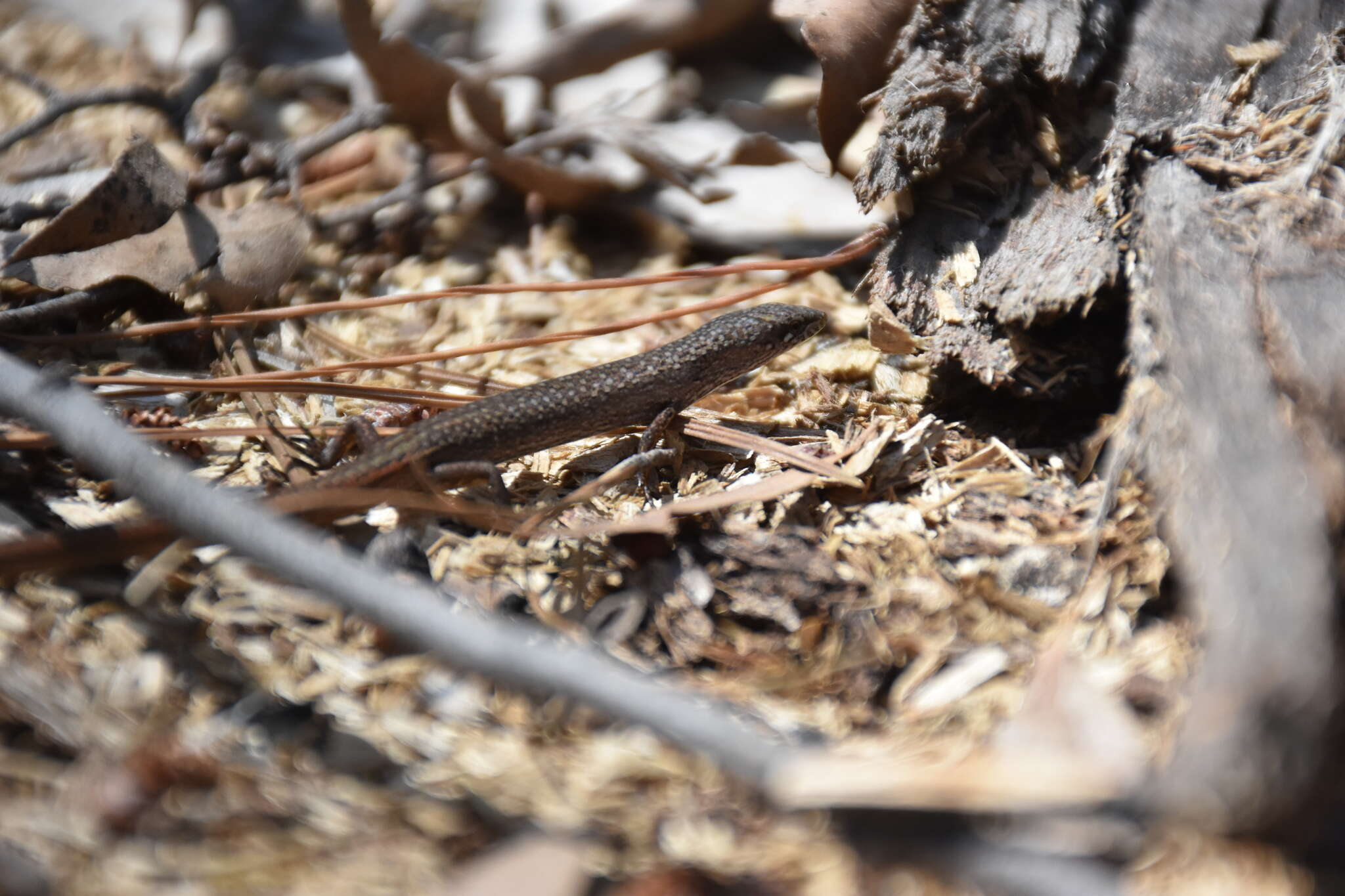 Image of Southern Weasel Skink