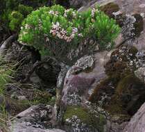 Image de Erica caterviflora Salisb.