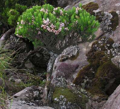 Image of Erica caterviflora Salisb.