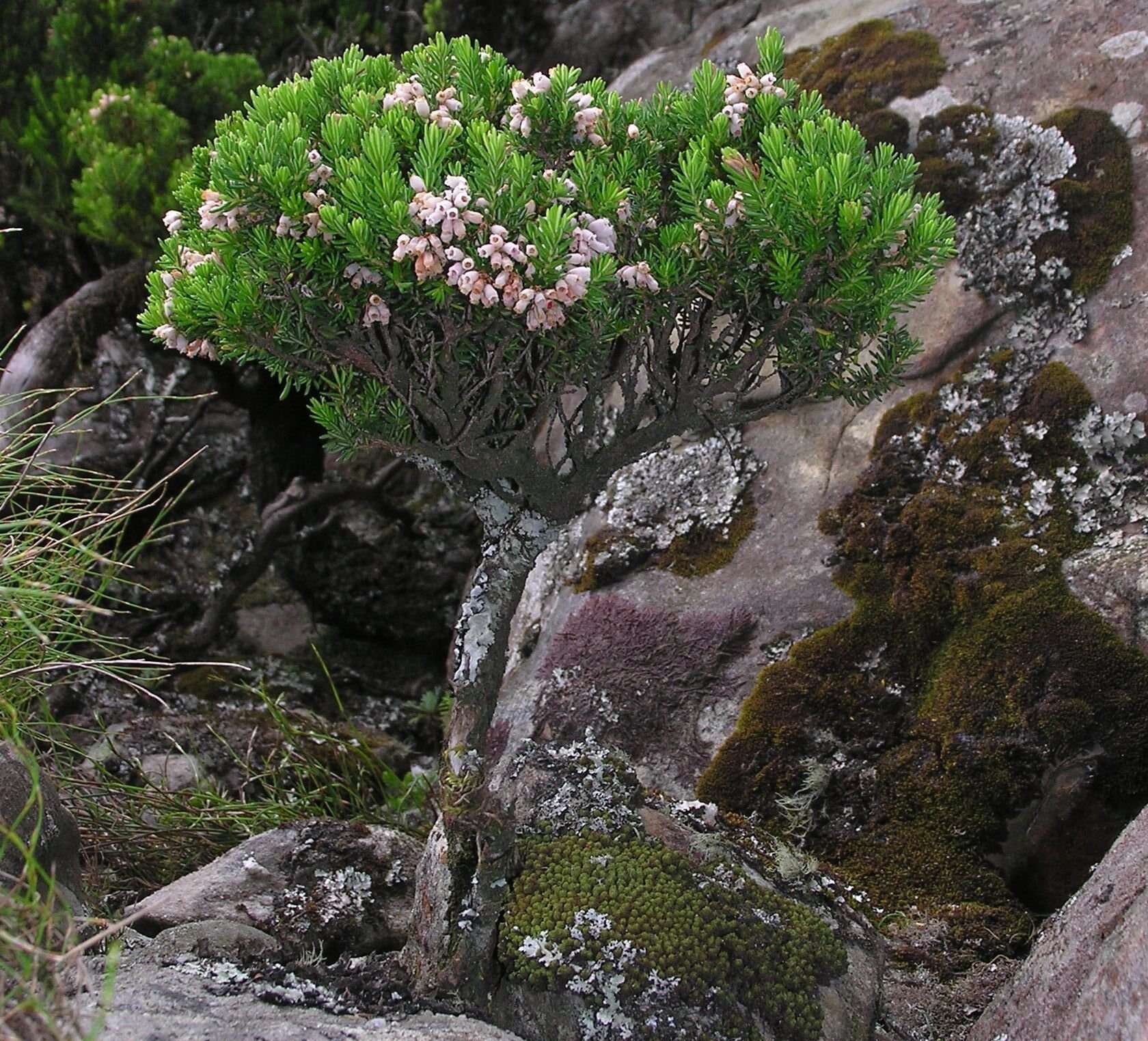 Image de Erica caterviflora Salisb.