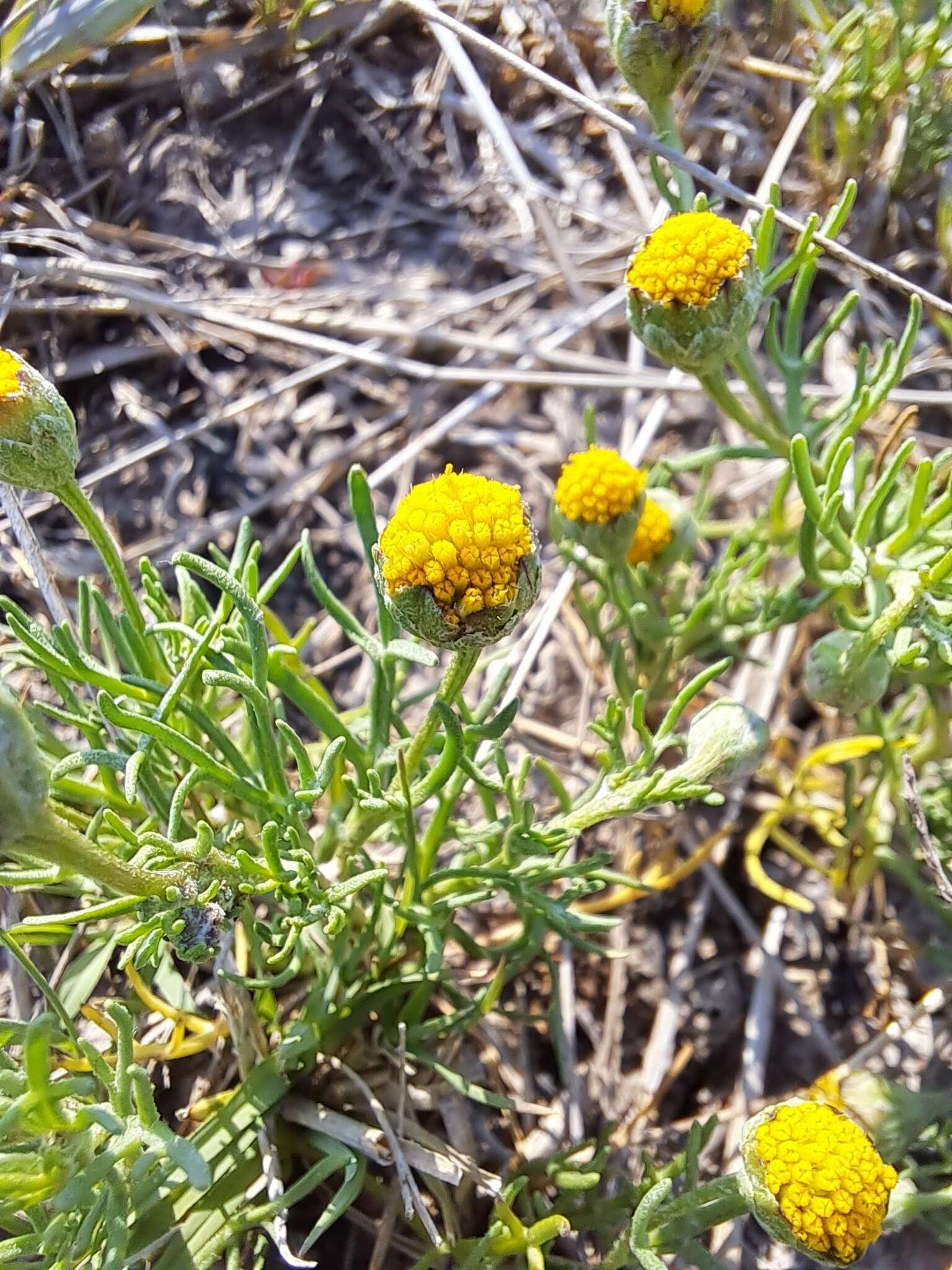 Image of South American rubberweed