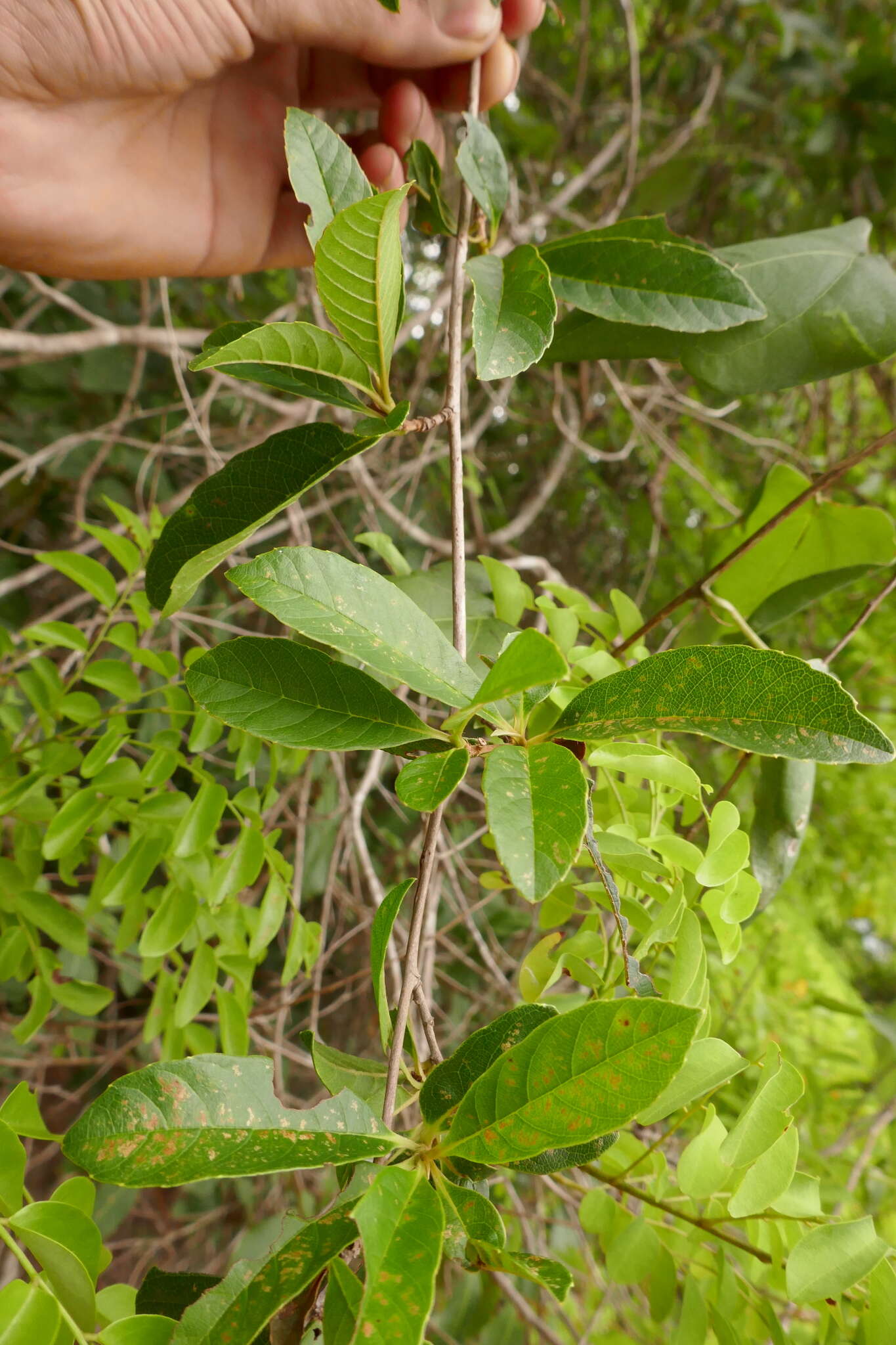 Image of Tetracera madagascariensis Willd. ex Schltdl.