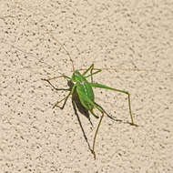 Image of Common Short-winged Katydid