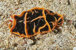 Image of Orange ridge black slug