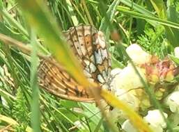 Image of Twin-spot Fritillary