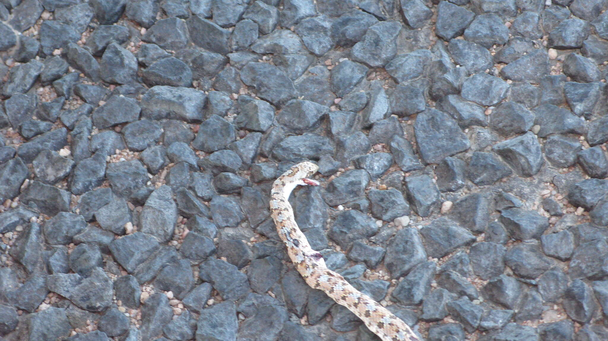 Image of Dwarf Beaked Snake