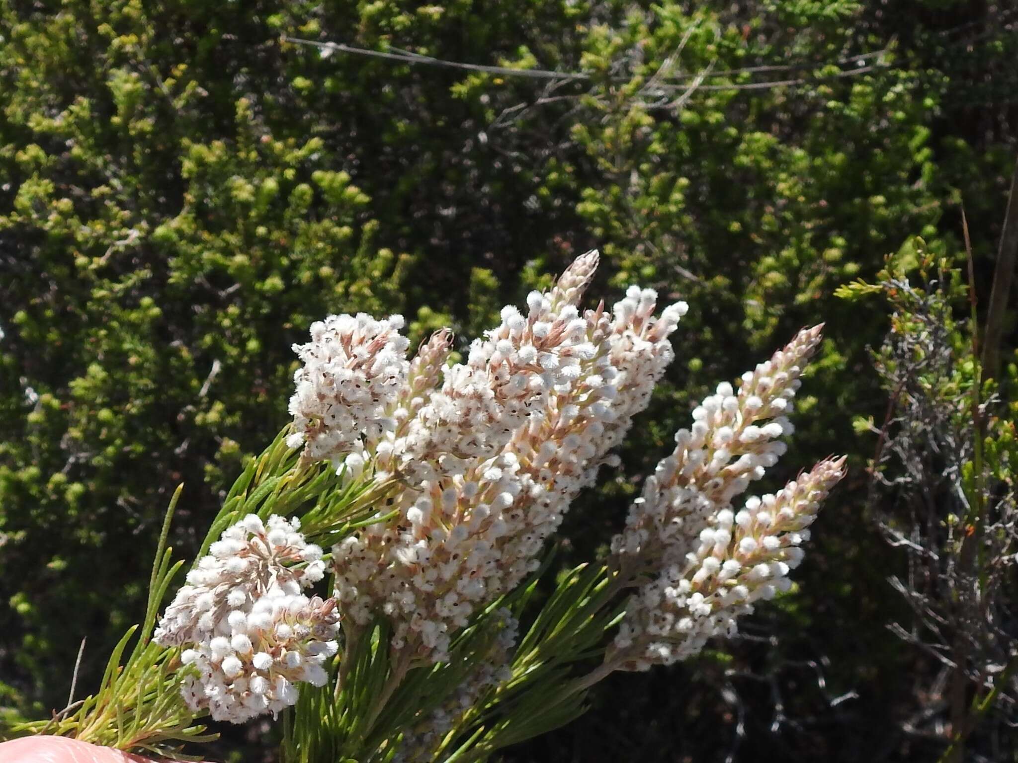 Image of Spatalla curvifolia Salisb.