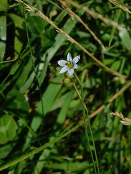 Image of Stiff Blue-Eyed-Grass