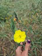 Image of Argentine evening primrose