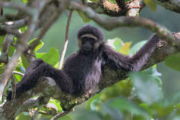 Image of Agile Gibbon