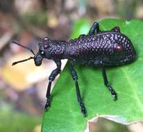 Image of Aegorhinus bulbifer Morrone 1994