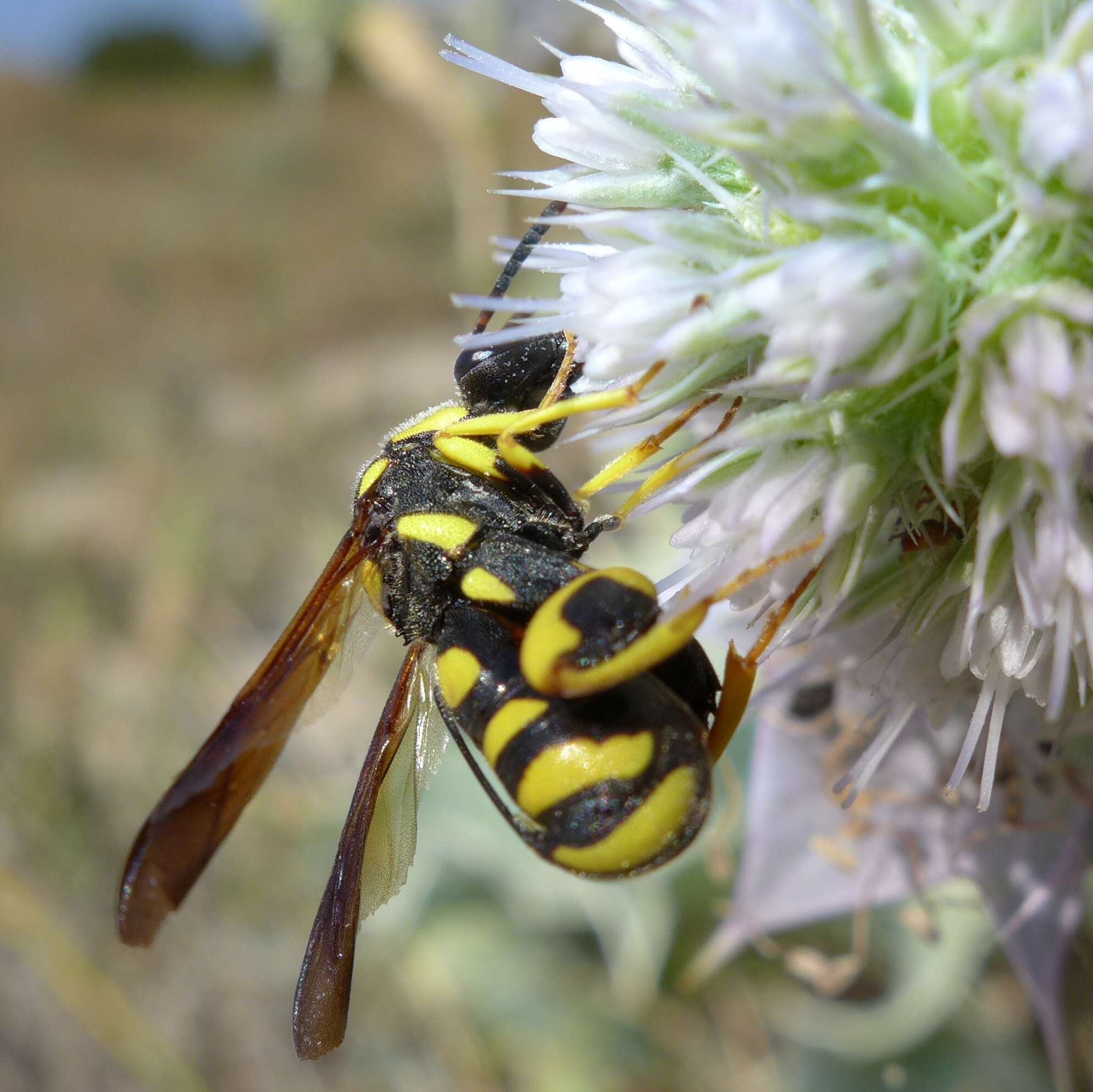 Image de Leucospis gigas Fabricius 1793