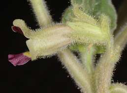 Image of sanddune unicorn-plant