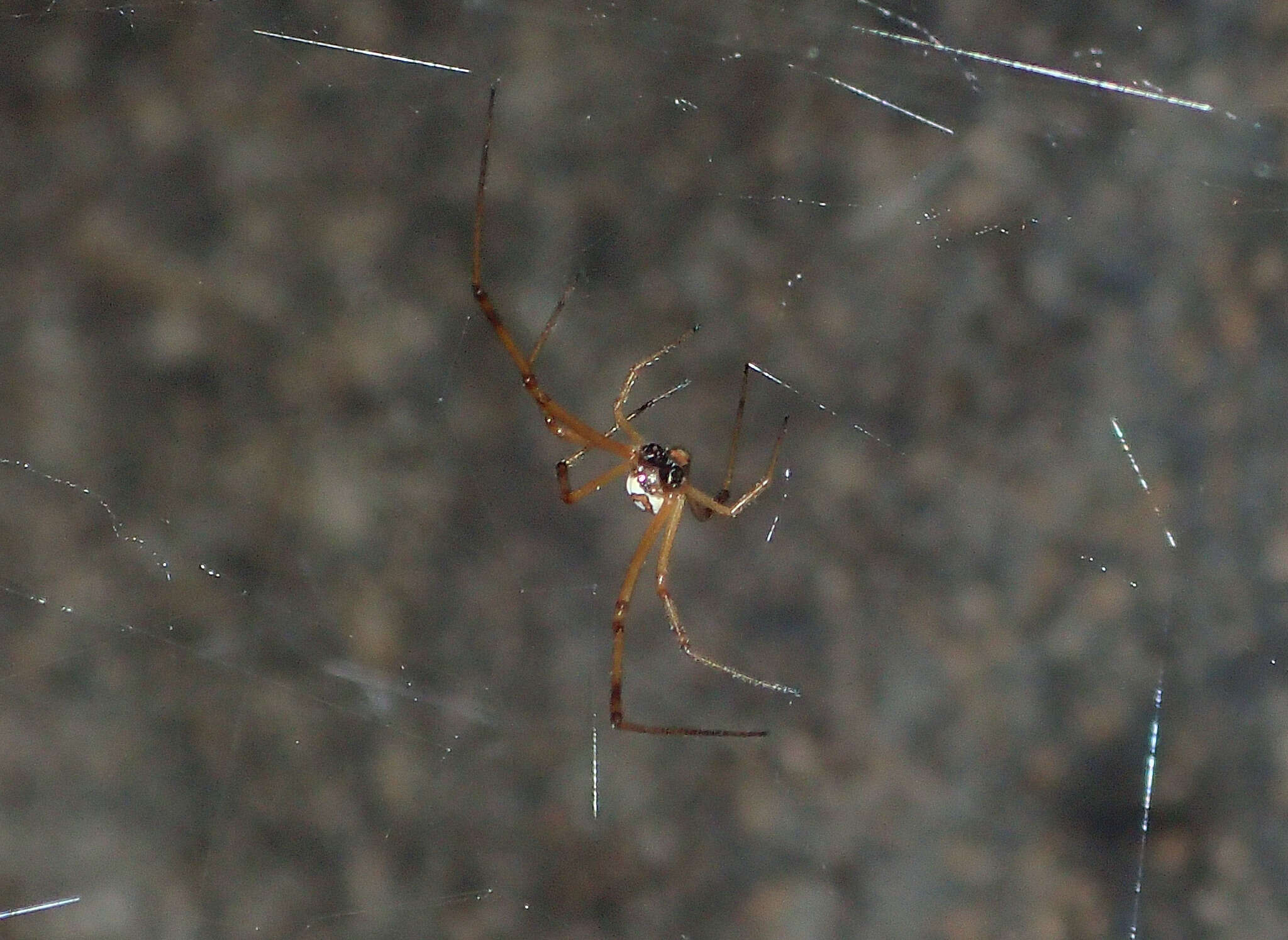 Latrodectus hesperus Chamberlin & Ivie 1935的圖片