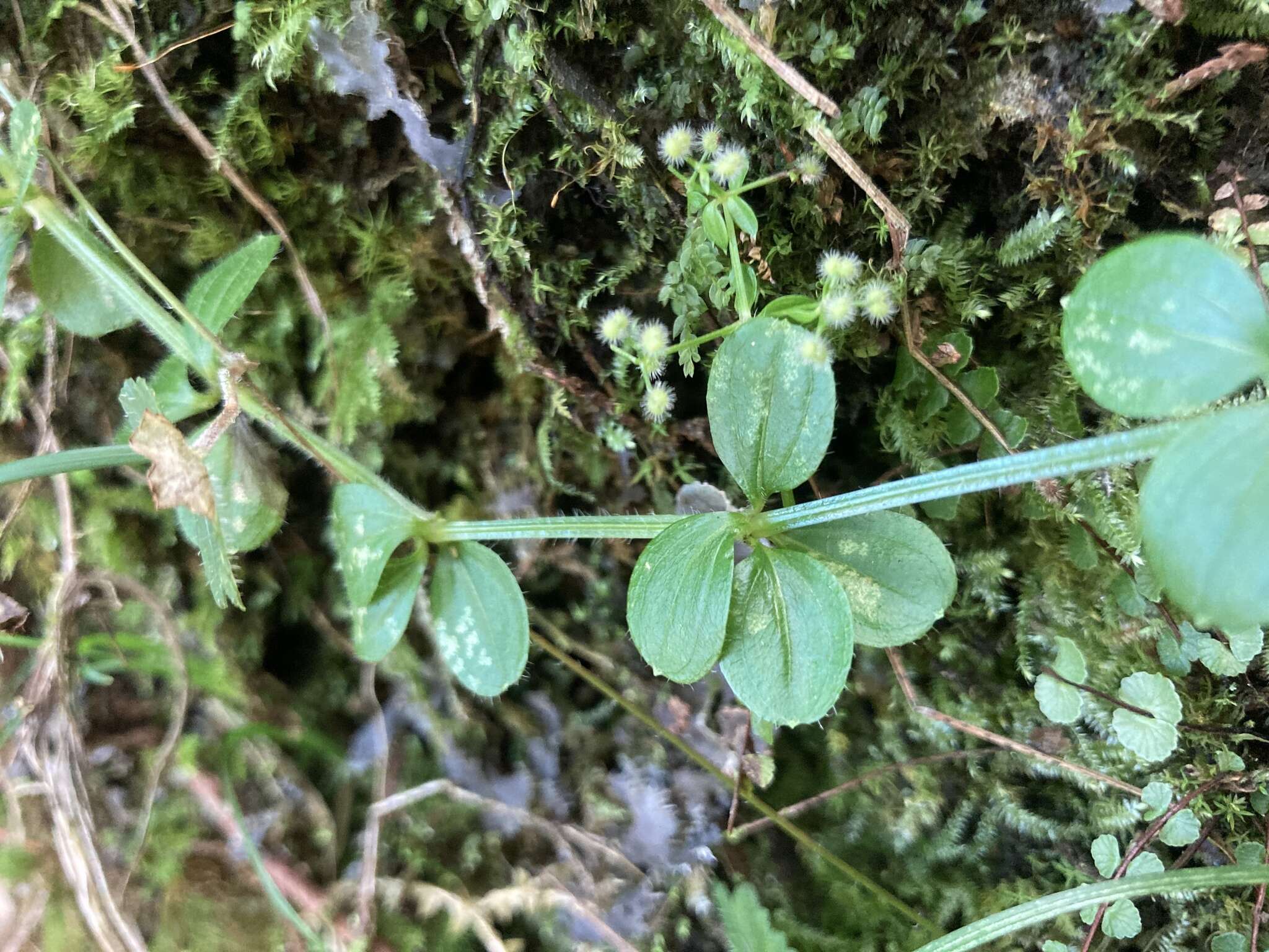 Plancia ëd Galium formosense Ohwi