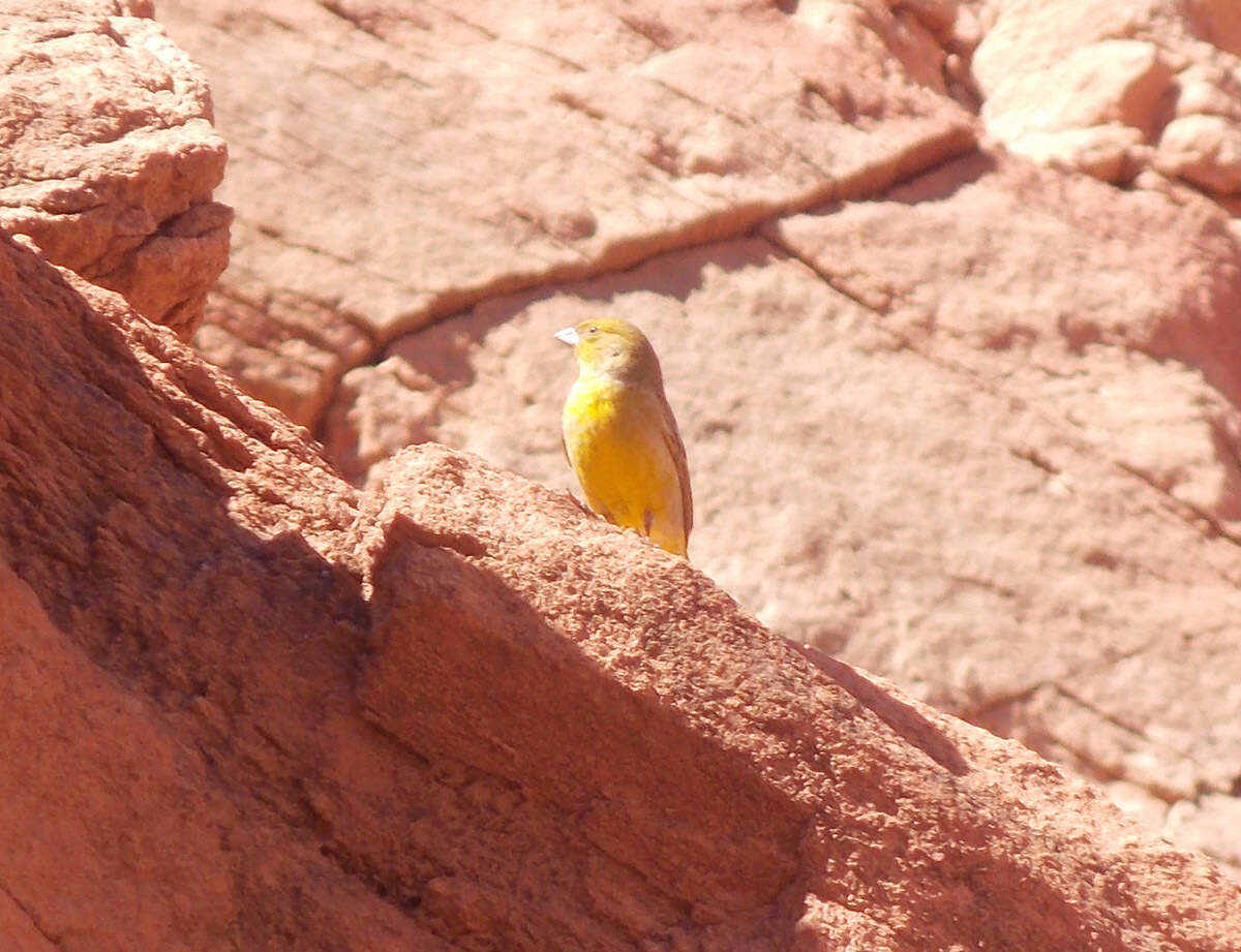 Image of Monte Yellow Finch