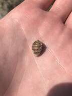 Image of coffee bean snail