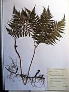 Plancia ëd Athyrium spinulosum (Maxim.) Milde