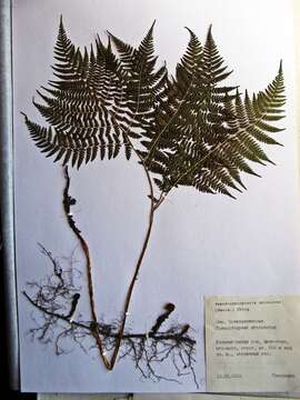 Image of Athyrium spinulosum (Maxim.) Milde