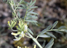 Image of northern freckled milkvetch