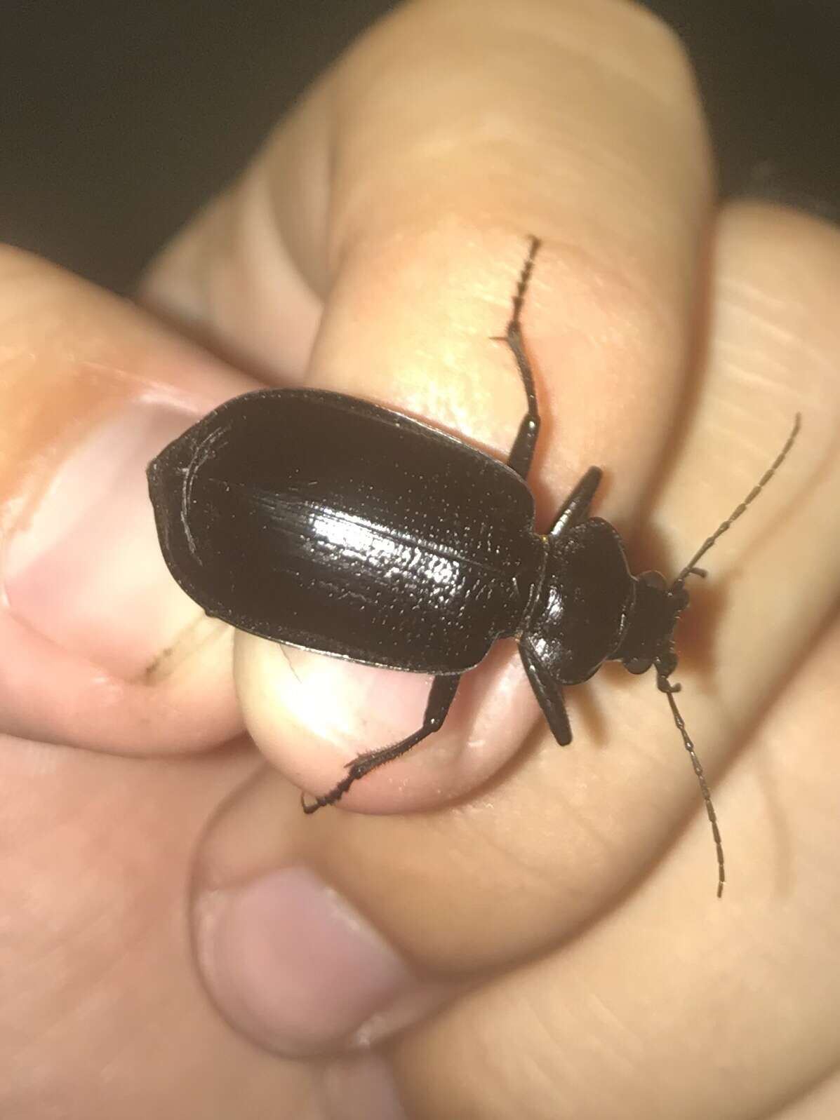 Слика од Calosoma (Carabosoma) marginale Casey 1897