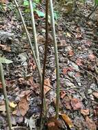 Image of wild hydrangea