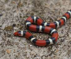 صورة Lampropeltis elapsoides (Holbrook 1838)