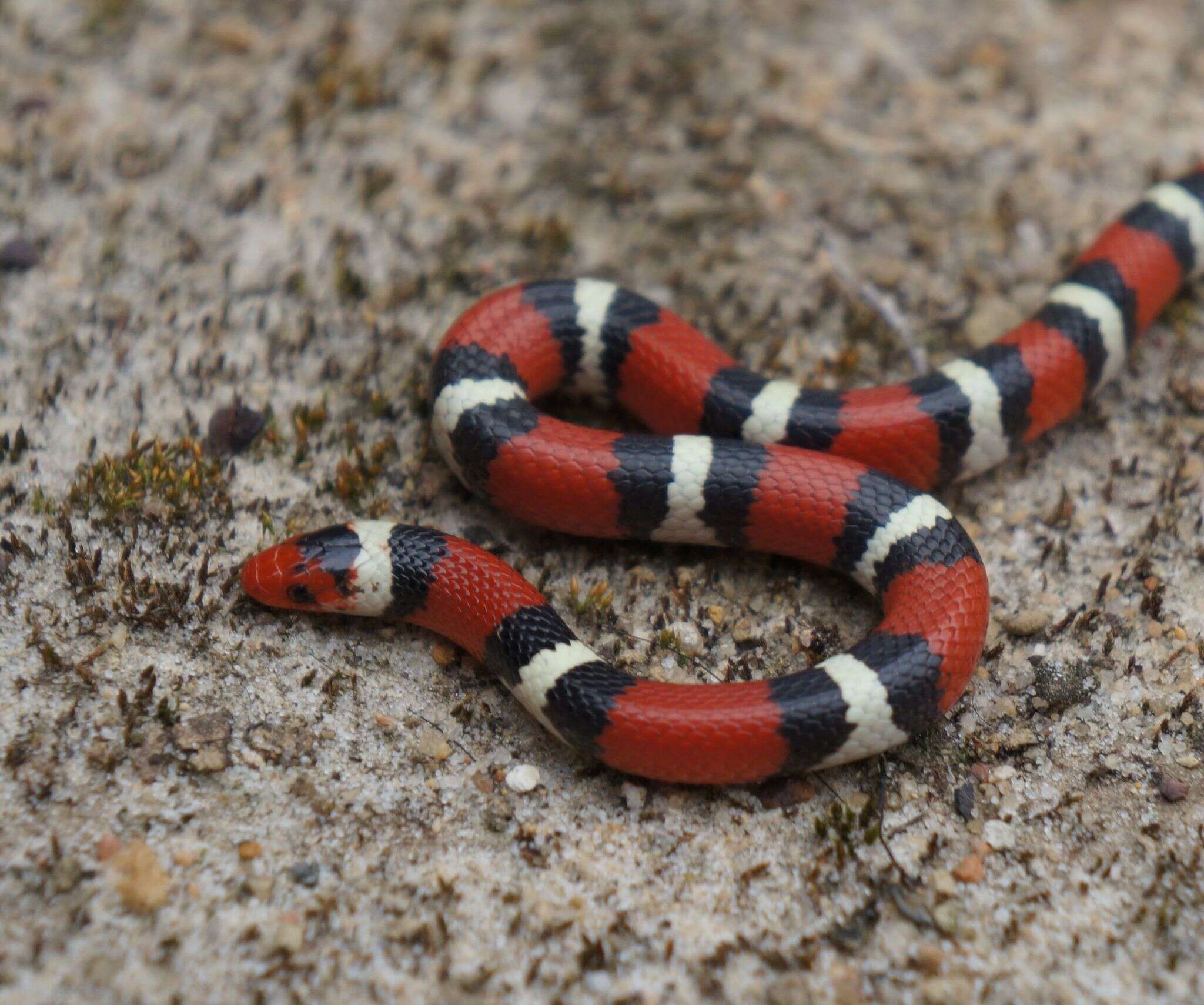 صورة Lampropeltis elapsoides (Holbrook 1838)