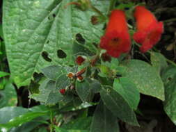 Image of Kohleria spicata (Kunth) Oerst.