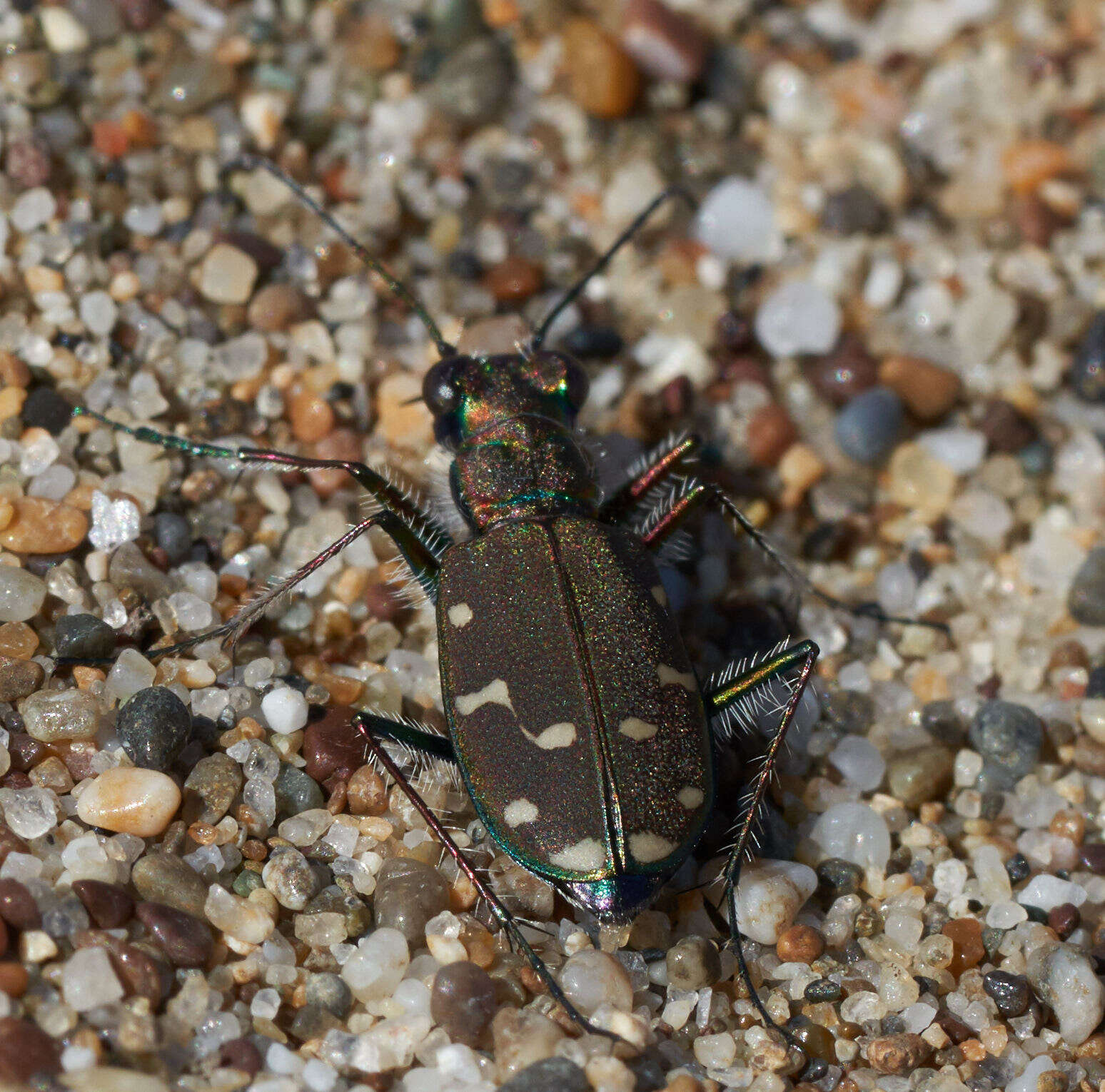 Plancia ëd Cicindela (Cicindela) oregona Le Conte 1856