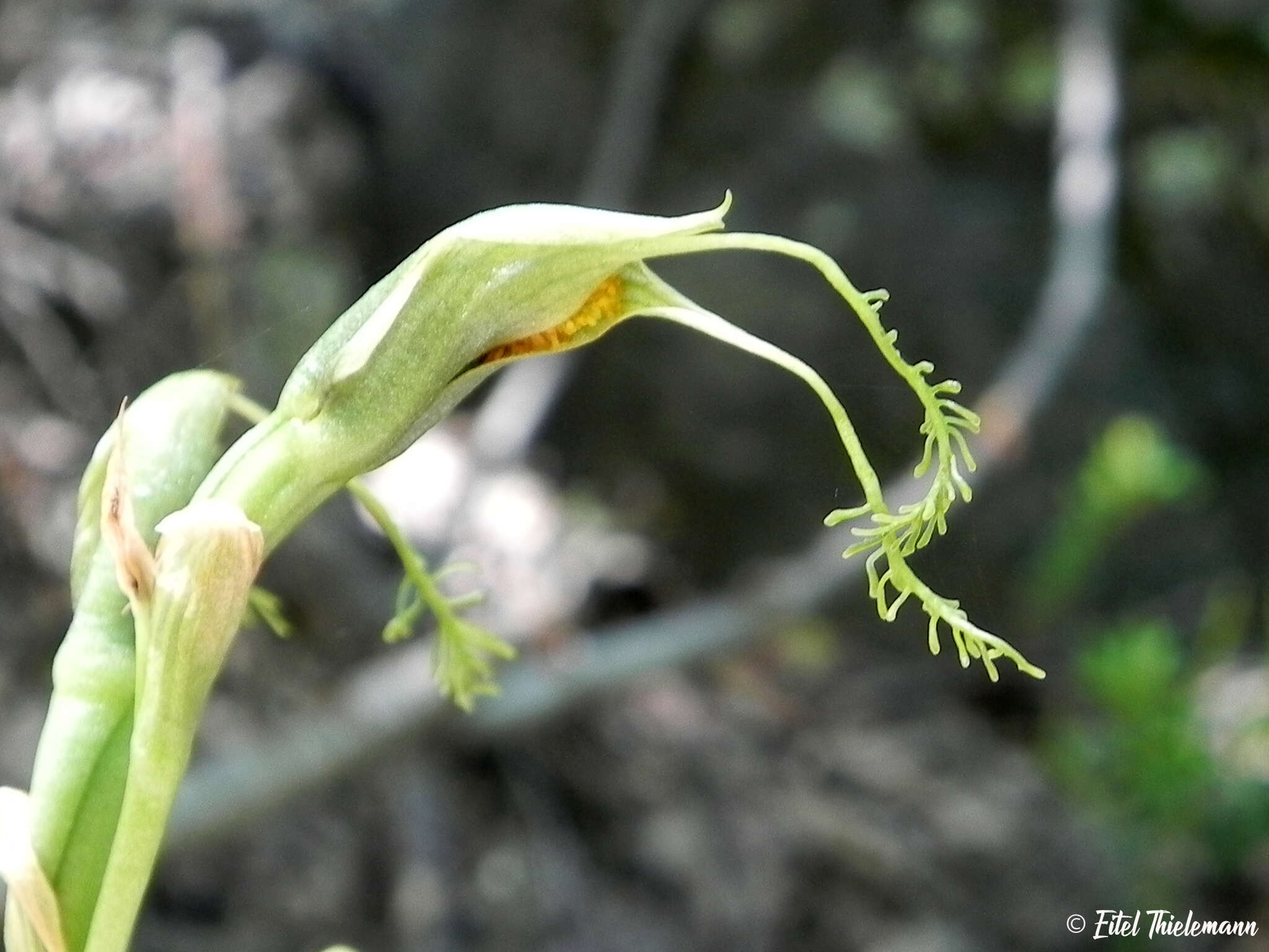 Image of Bipinnula volkmannii Kraenzl.